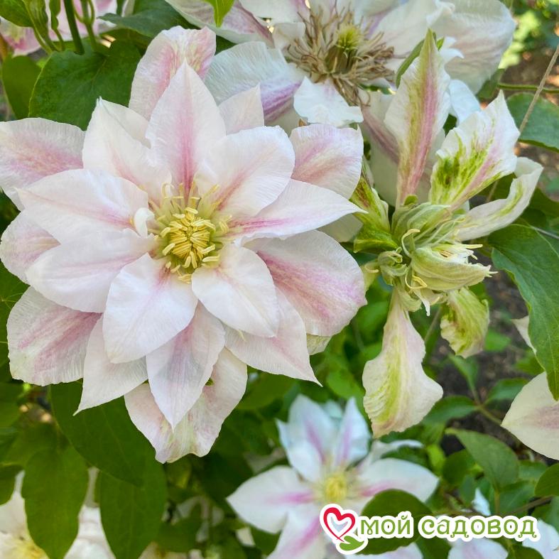 Клематис Андромеда ЗКС